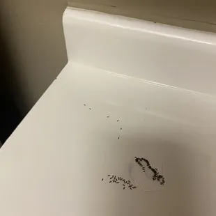 Ants that have been treated with Terro and still haven't killed off