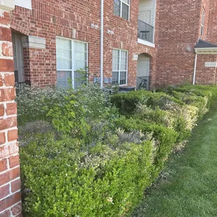 Weed filled and dying landscaping