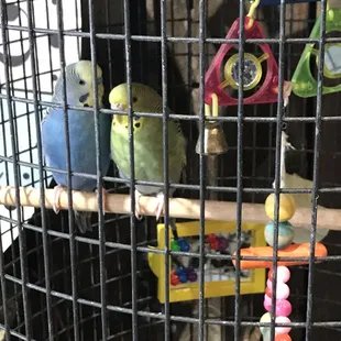 They have two cute little birds!