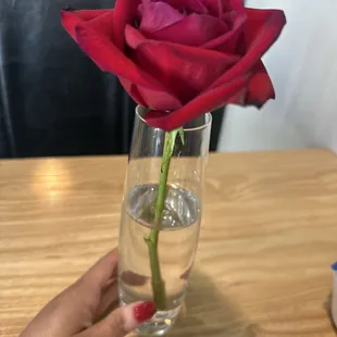 Fresh rose on the table