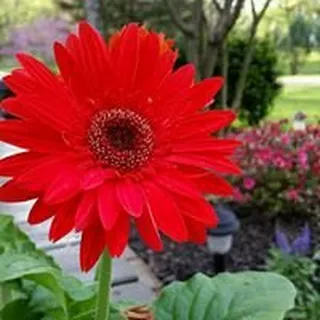 Sue S.