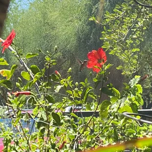 patio garden