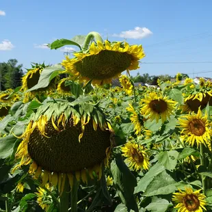 a field of sunflowers