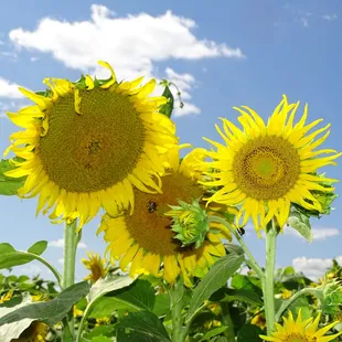 a field of sunflowers
