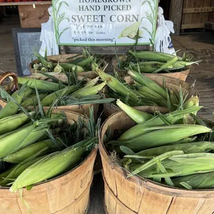 Fresh sweet corn
