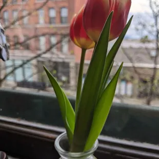 a red tulip in a clear vase