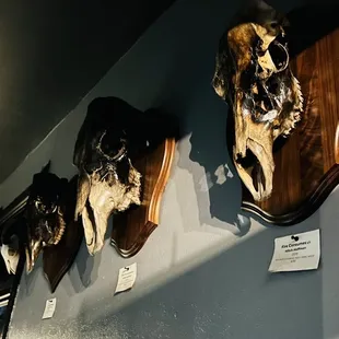 Cute art installation in the kitchen.