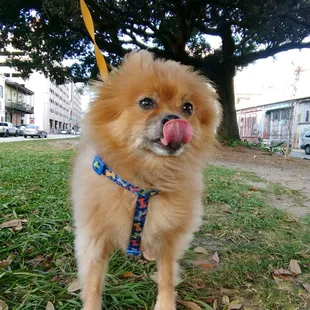 Tongue out Tuesday for Max!