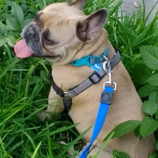Maurice. Suns out tongues out!