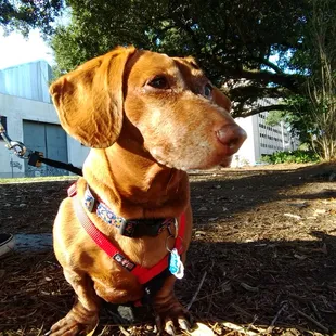 Carla-wiener dog power