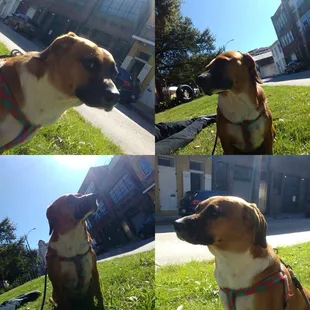 Charlie! Dignity and a side of attitude