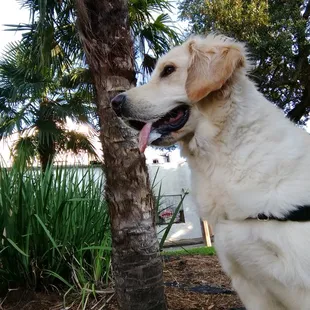 Winston tongue out Tuesday style!