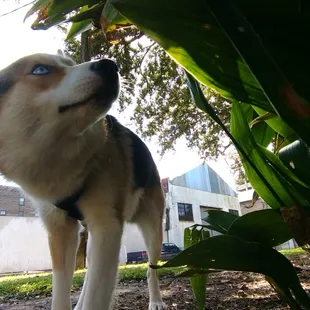 Cobalt on the hunt for fun!