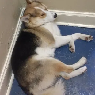 Cobalt. After play nap!