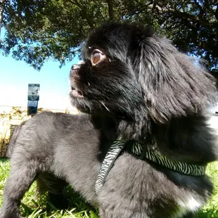 Ziggy. A Pekingese in profile