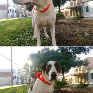 Huckleberry wondering about Tongue out Tuesday