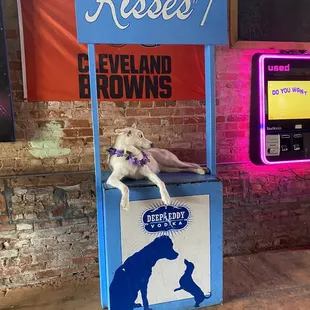 a blind dog sitting on a sign