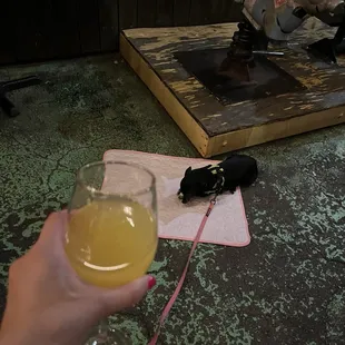 Mimosa
