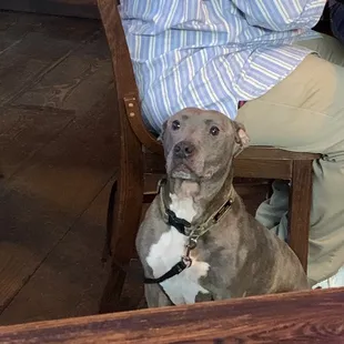 Adorable rescue dog with parent.