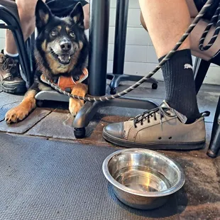 My Dog loving the idea of us sharing our food with him.
