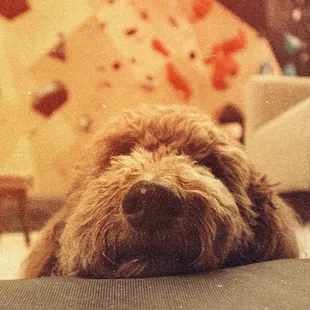 Well behaved pups on a leash are welcomed, too!