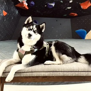 Well behaved pets are welcomed!