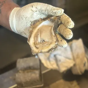 Fresh oysters and local seafood