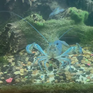 The original blue crawfish on site