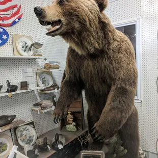 Bear!