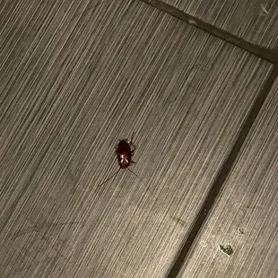 GROSS! First time here. First roach &amp; it was still alive! Mike was able to help us with our situation right away. Shoutout to Mike!
