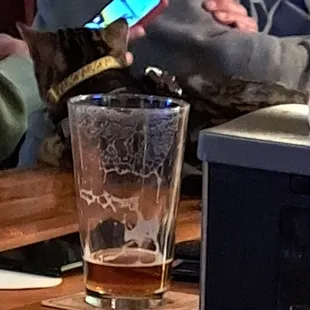 Cat sitting on the bar at the Blue Moose