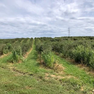 Blueberry patches