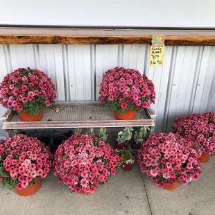 Flowers for sale