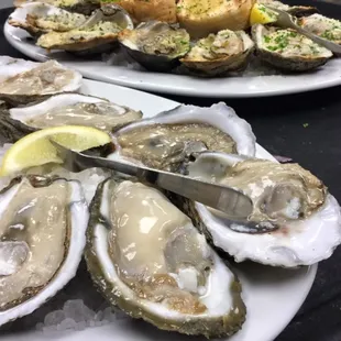 Oysters