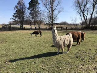 Golden Oak Farm