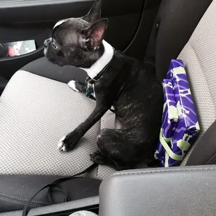 We're ready for the grand baby shower. Guard those books Pugsley!  Thanks that dogs are welcome!!