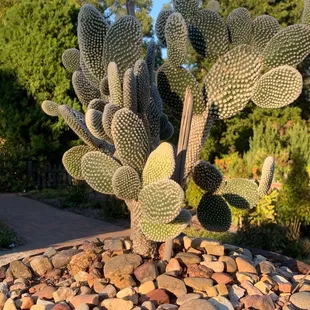 Beautiful cacti specimens