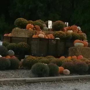 Fall mum and pumpkin sale.