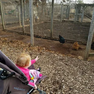 Baby loves the chicken friends.
