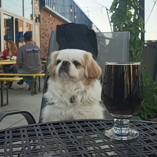 Patch enjoying a beverage on the dog friendly patio.