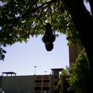 Talking Harry and the Henderson&apos;s doll dangled from tree at BPig for a week or two, later replaced by FanFour&apos;s The Thing.