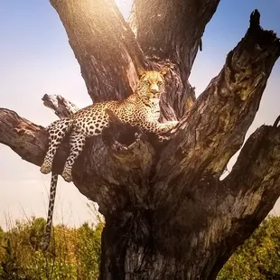 Wild Savage Beauty"  3/1/19 -4/22/19