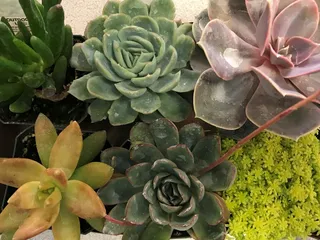 DeMonye's Greenhouse