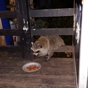 Brass Mug porch racoon eating chow they provided for him/her.