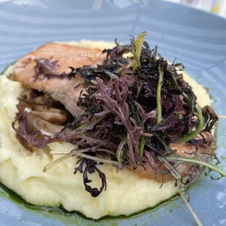 Salmon