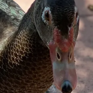 a close up of a duck&apos;s head
