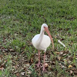 Bird