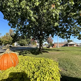 a pumpkin in a bush