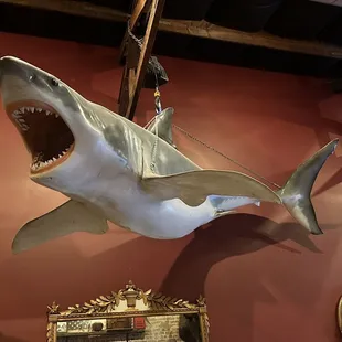 The shark hanging from the ceiling