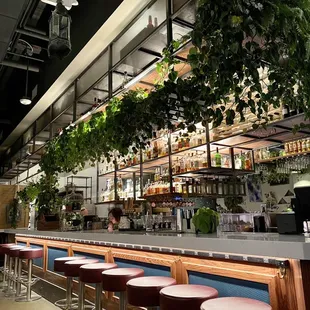 bar area with beautiful hanging plants